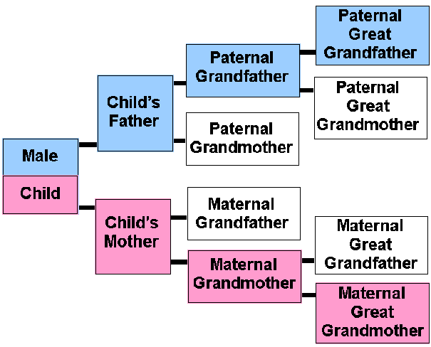 DNA Chart